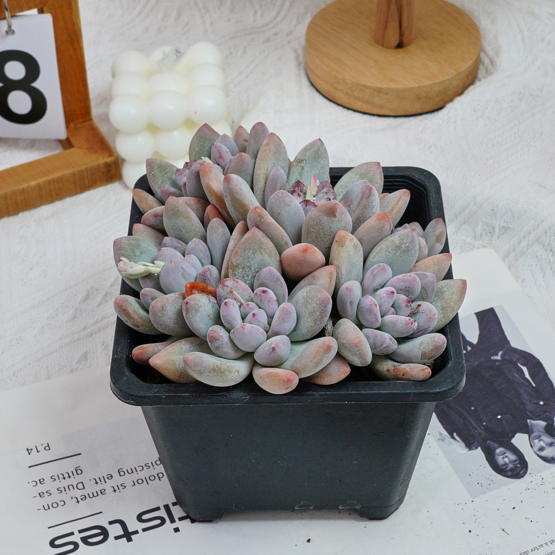 6'' Pachyveria Frevel, Rare Live Succulent Plants