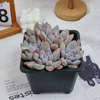 6'' Pachyveria Frevel, Rare Live Succulent Plants