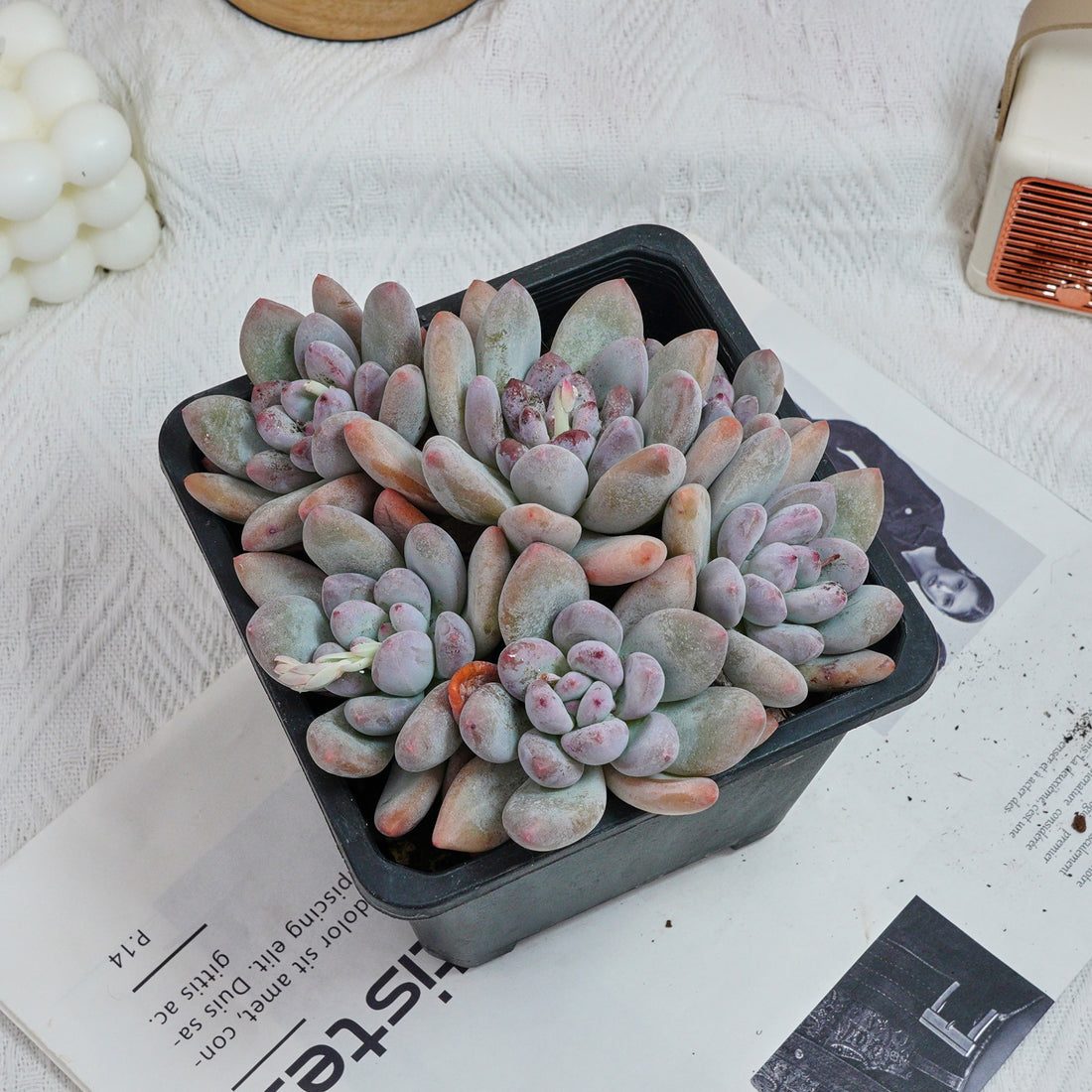 6'' Pachyveria Frevel, Rare Live Succulent Plants