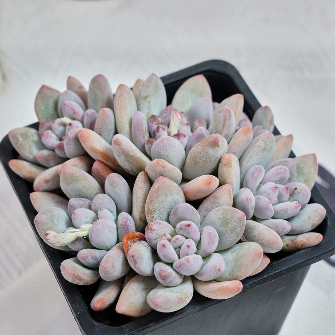 6'' Pachyveria Frevel, Rare Live Succulent Plants