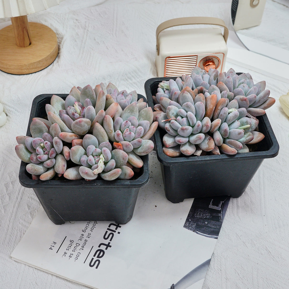 6'' Pachyveria Frevel, Rare Live Succulent Plants