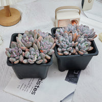 6'' Pachyveria Frevel, Rare Live Succulent Plants