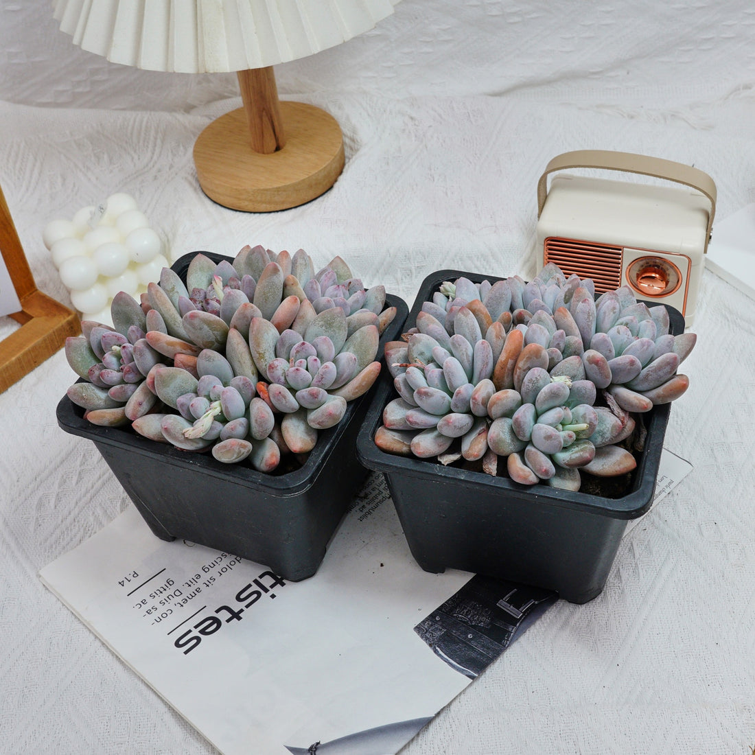 6'' Pachyveria Frevel, Rare Live Succulent Plants
