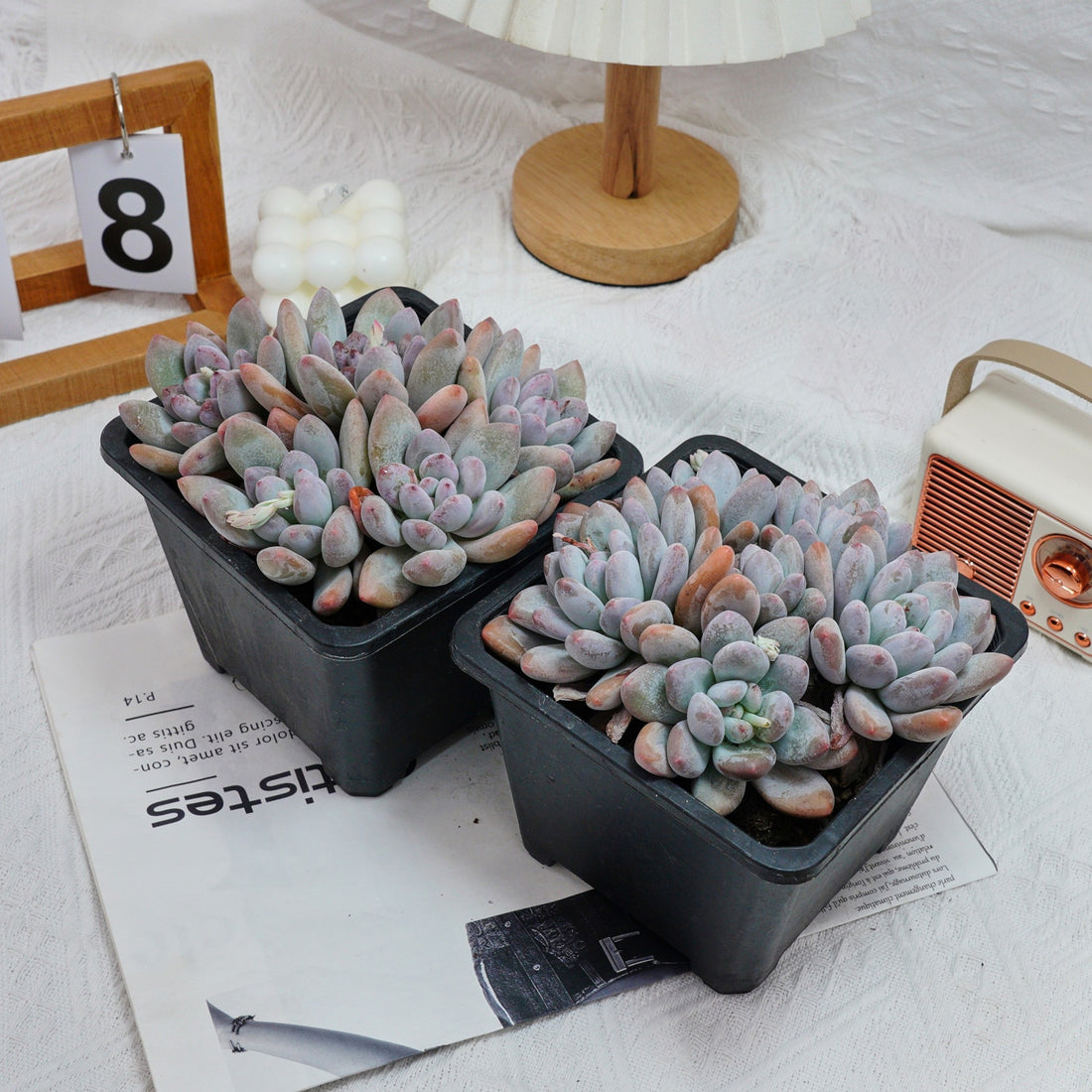 6'' Pachyveria Frevel, Rare Live Succulent Plants
