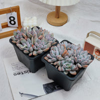 6'' Pachyveria Frevel, Rare Live Succulent Plants