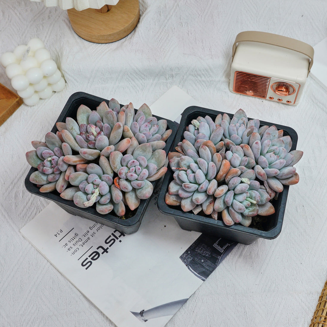 6'' Pachyveria Frevel, Rare Live Succulent Plants