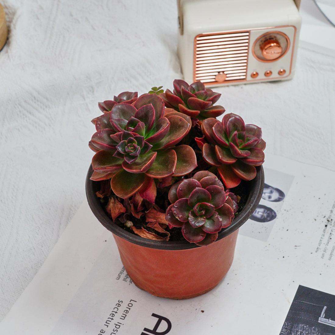 5'' Echeveria Melaco, Rare Live Succulent Plants