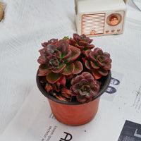 5'' Echeveria Melaco, Rare Live Succulent Plants