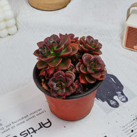 5'' Echeveria Melaco, Rare Live Succulent Plants