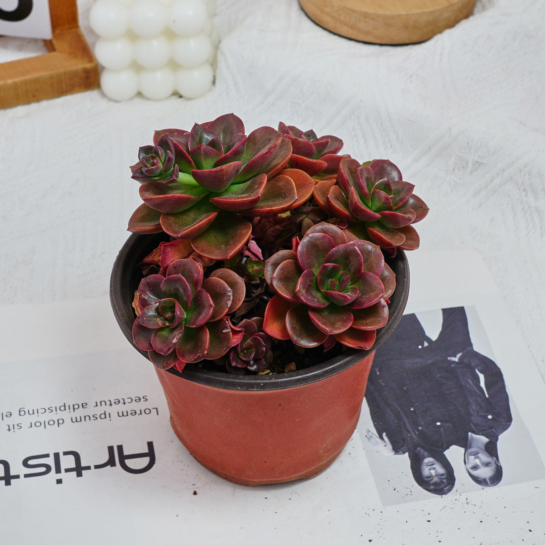 5'' Echeveria Melaco, Rare Live Succulent Plants