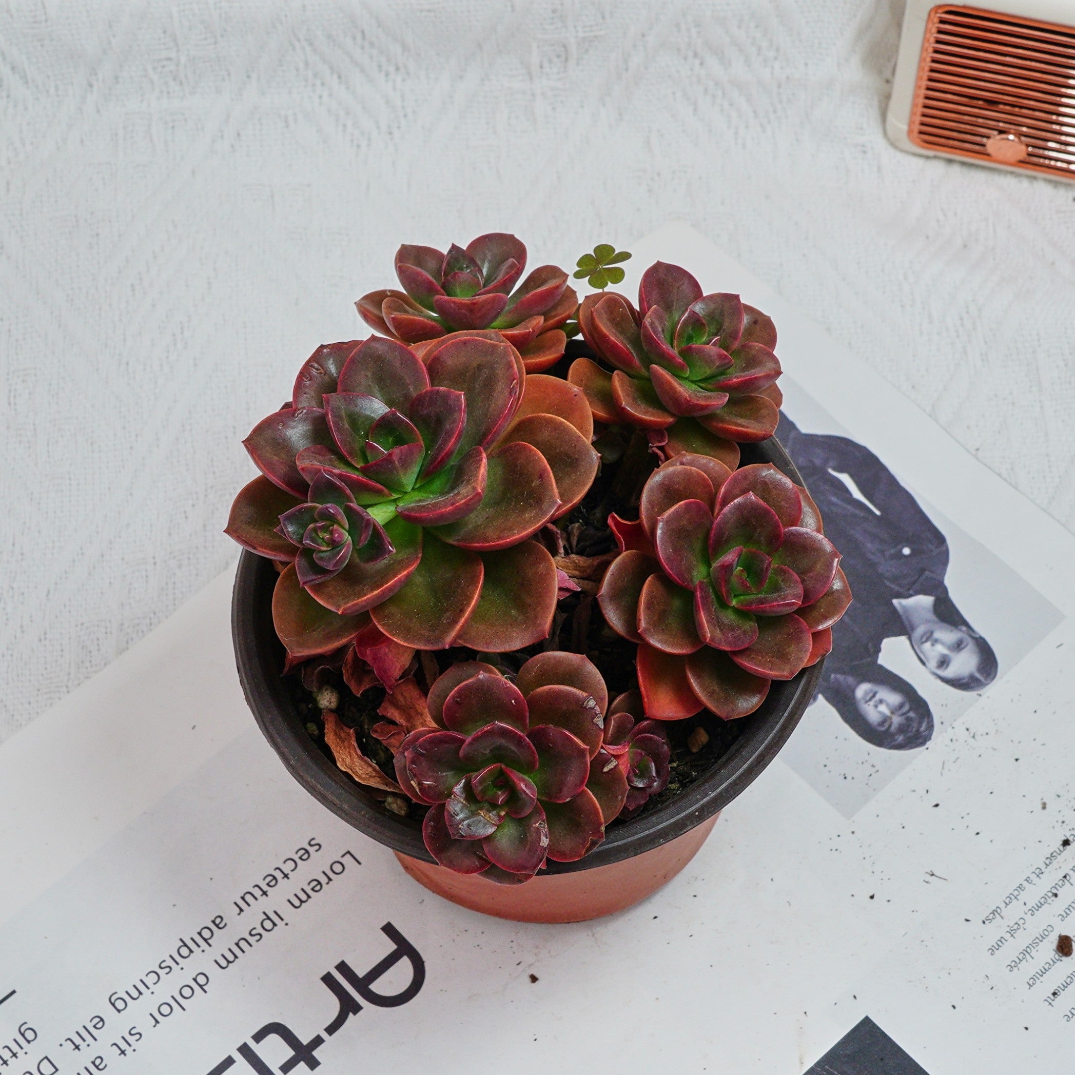 5'' Echeveria Melaco, Rare Live Succulent Plants – cocosucculent