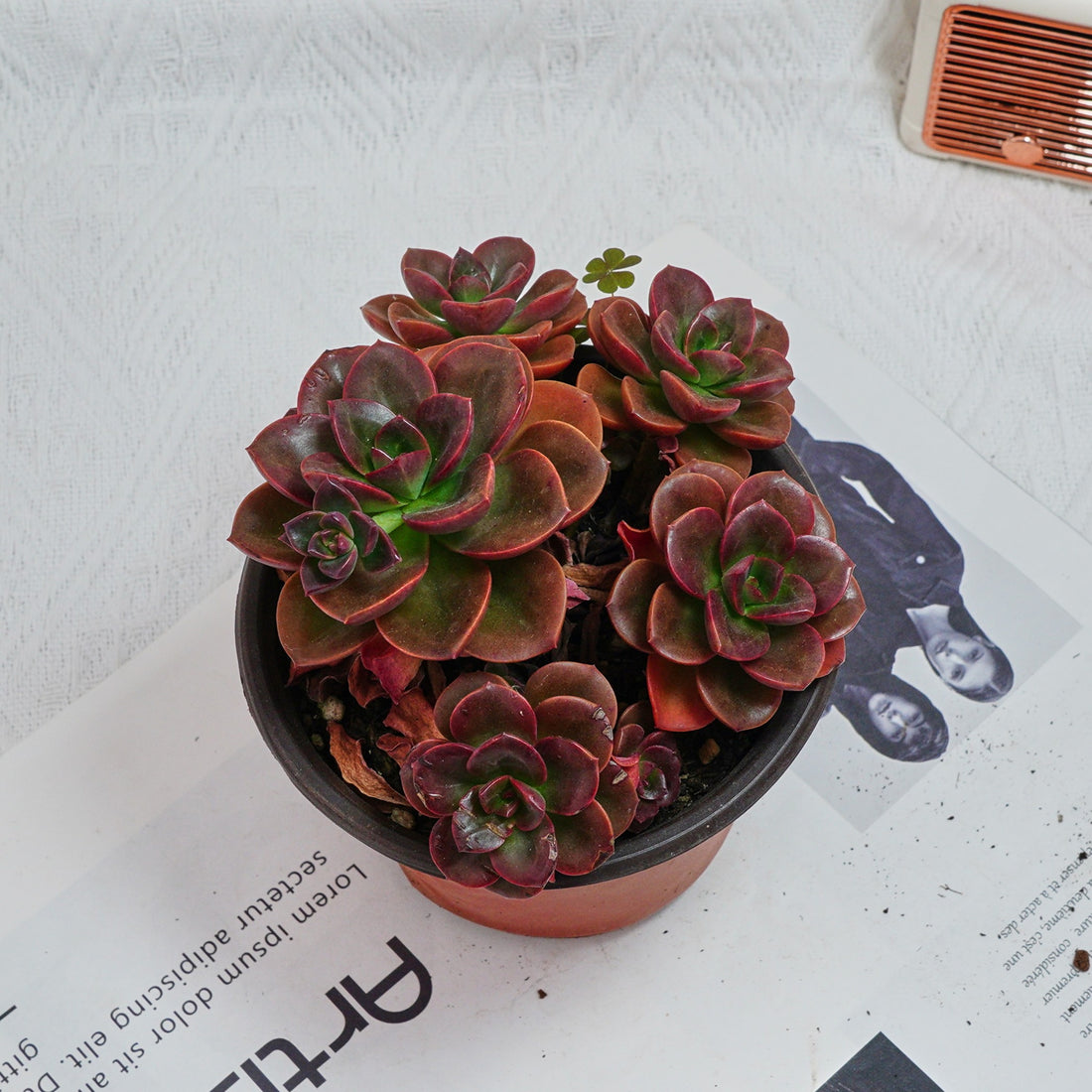 5'' Echeveria Melaco, Rare Live Succulent Plants