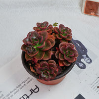 5'' Echeveria Melaco, Rare Live Succulent Plants