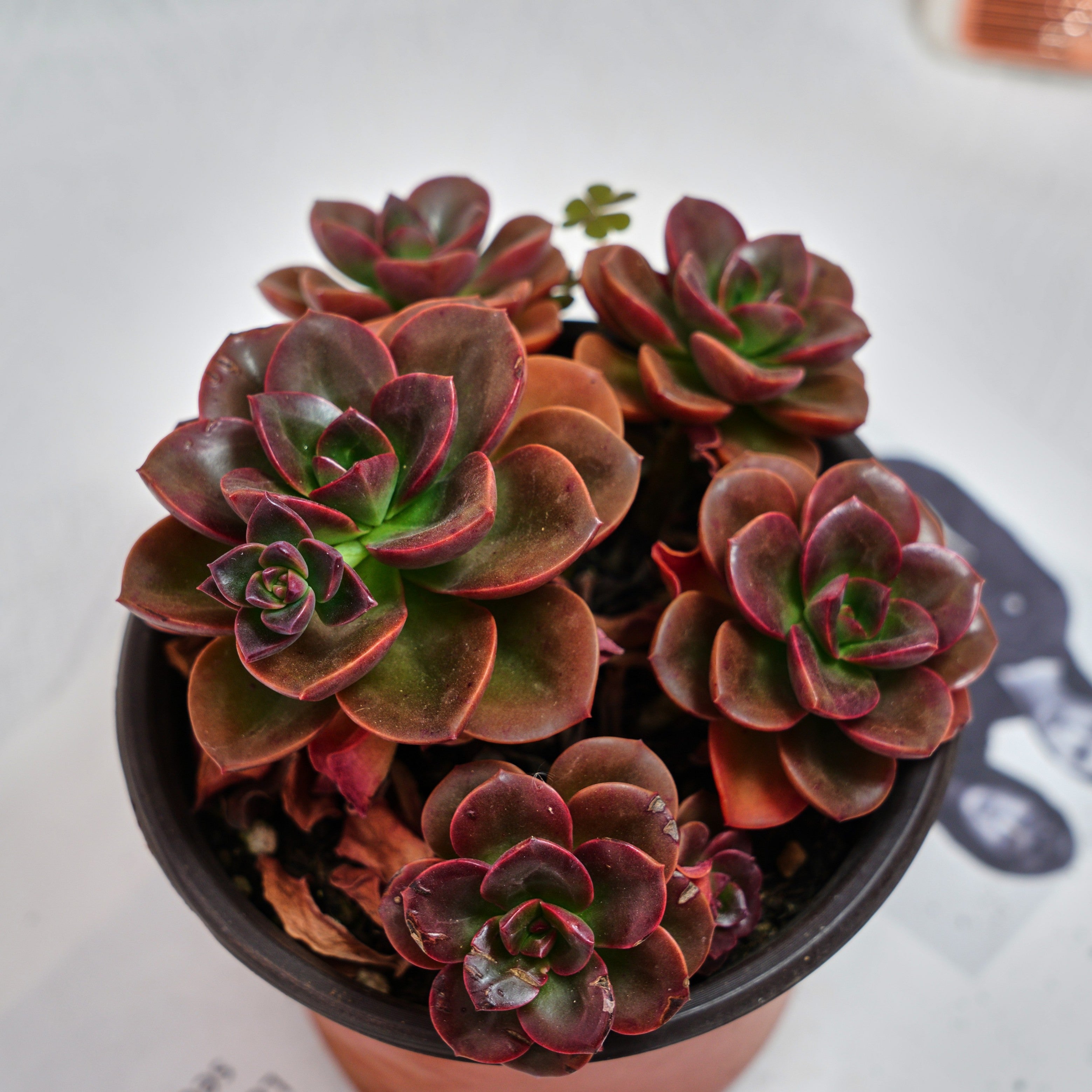 e succulents 5'' Echeveria Melaco, Rare Live Succulent Plants – cocosucculent