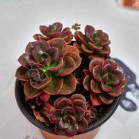 5'' Echeveria Melaco, Rare Live Succulent Plants