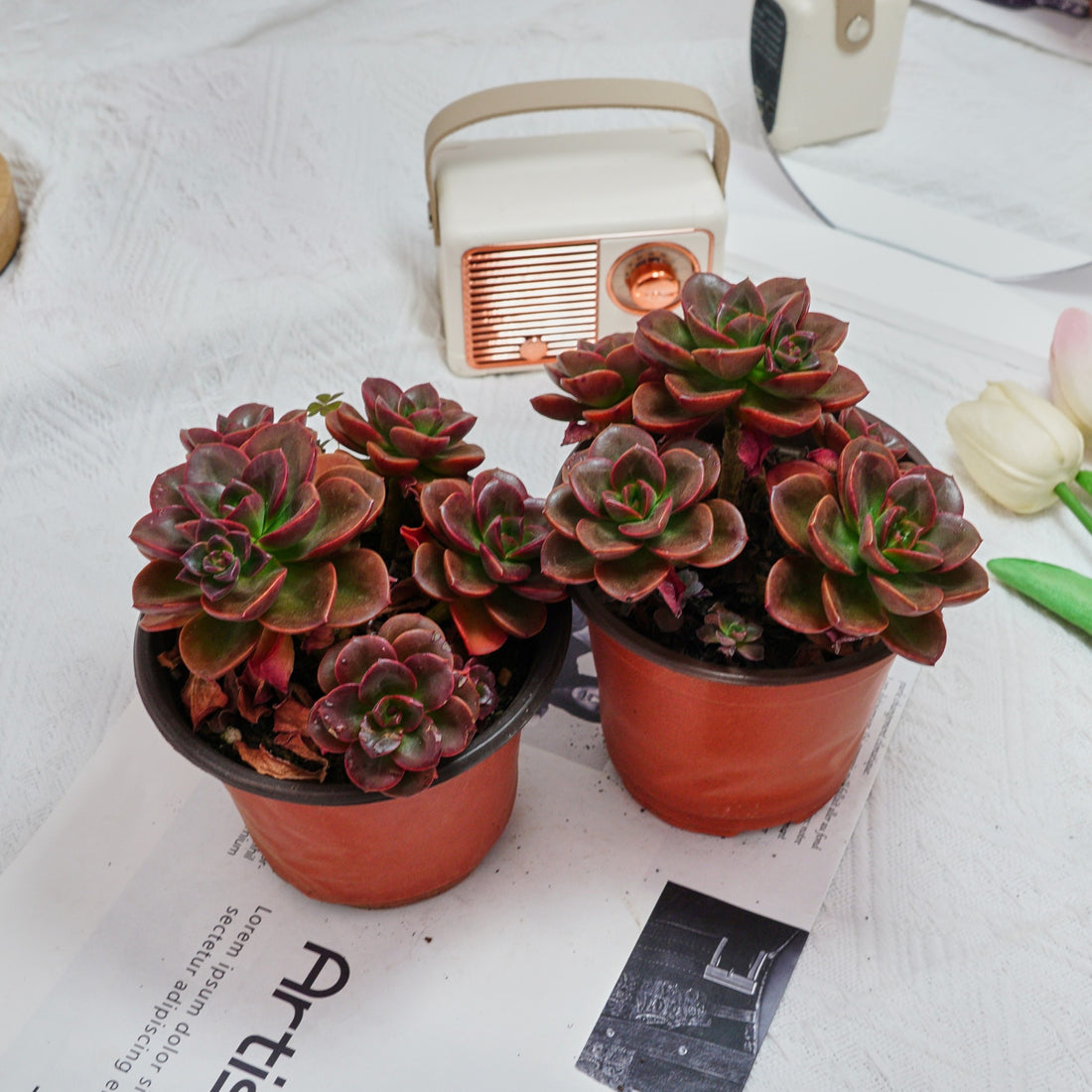 5'' Echeveria Melaco, Rare Live Succulent Plants
