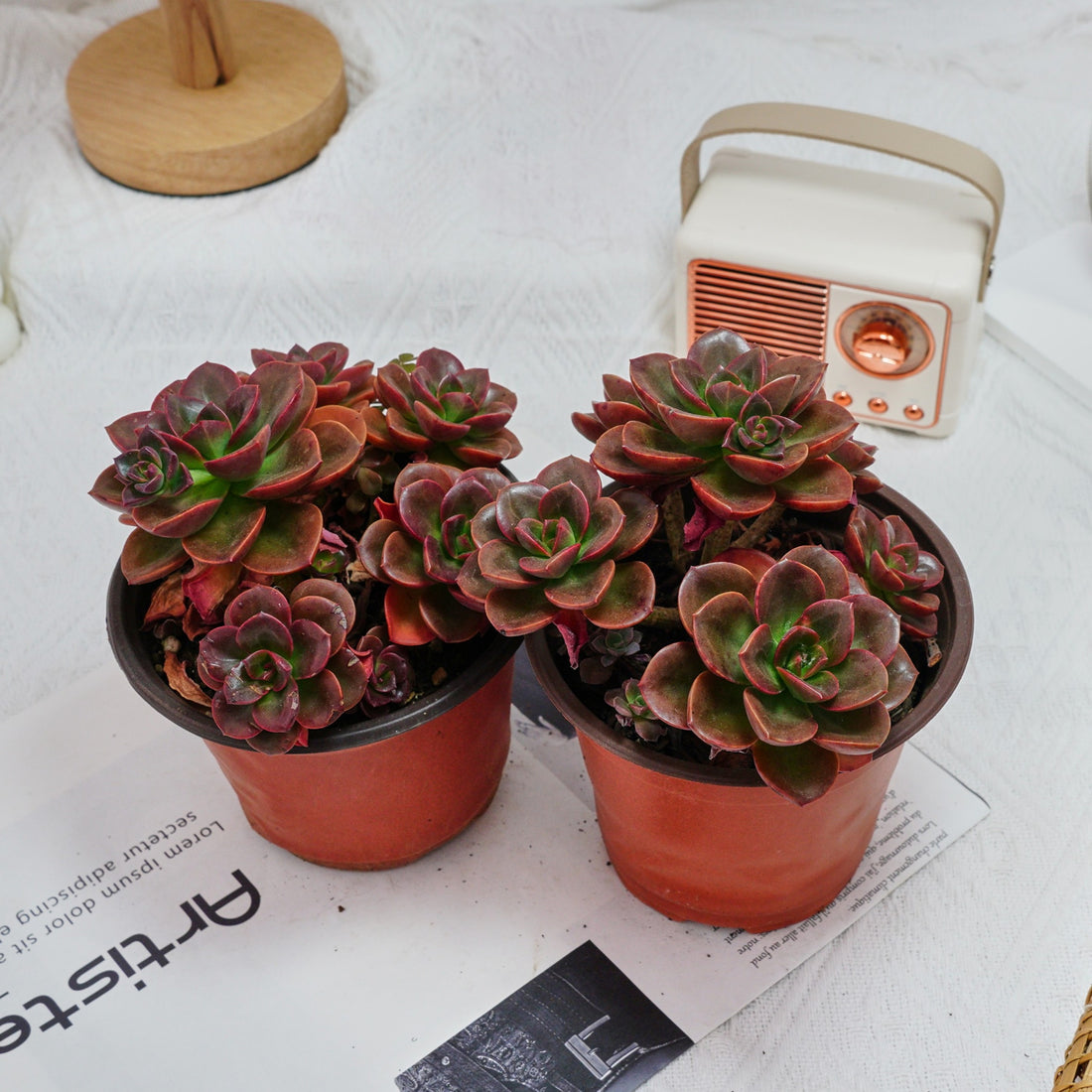5'' Echeveria Melaco, Rare Live Succulent Plants