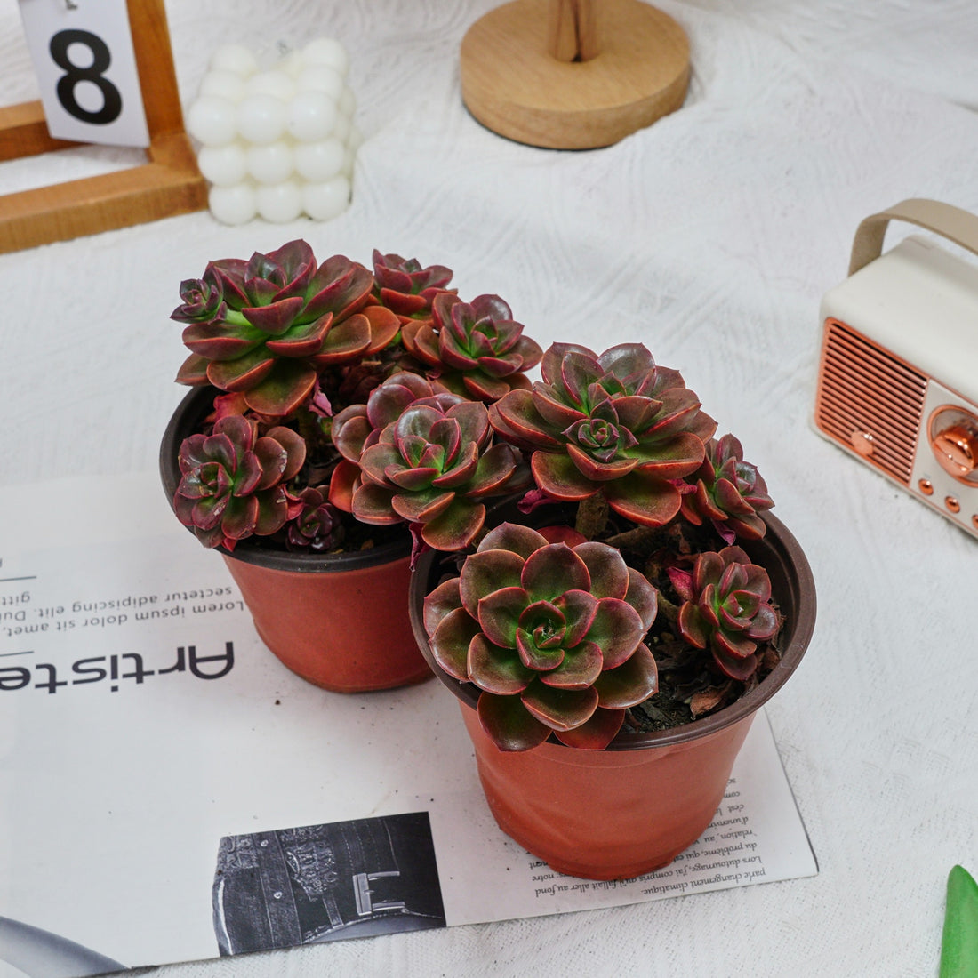 5'' Echeveria Melaco, Rare Live Succulent Plants
