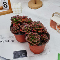 5'' Echeveria Melaco, Rare Live Succulent Plants