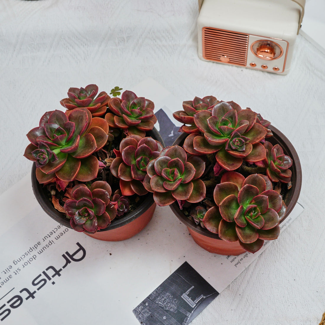 5'' Echeveria Melaco, Rare Live Succulent Plants