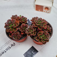 5'' Echeveria Melaco, Rare Live Succulent Plants