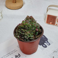 5'' Echeveria Yangjin Crested, Rare Live Succulent Plants