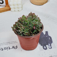 5'' Echeveria Yangjin Crested, Rare Live Succulent Plants