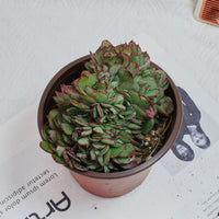 5'' Echeveria Yangjin Crested, Rare Live Succulent Plants