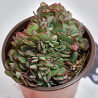 5'' Echeveria Yangjin Crested, Rare Live Succulent Plants