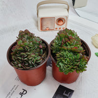 5'' Echeveria Yangjin Crested, Rare Live Succulent Plants