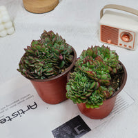 5'' Echeveria Yangjin Crested, Rare Live Succulent Plants
