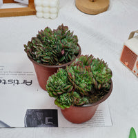5'' Echeveria Yangjin Crested, Rare Live Succulent Plants