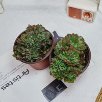5'' Echeveria Yangjin Crested, Rare Live Succulent Plants