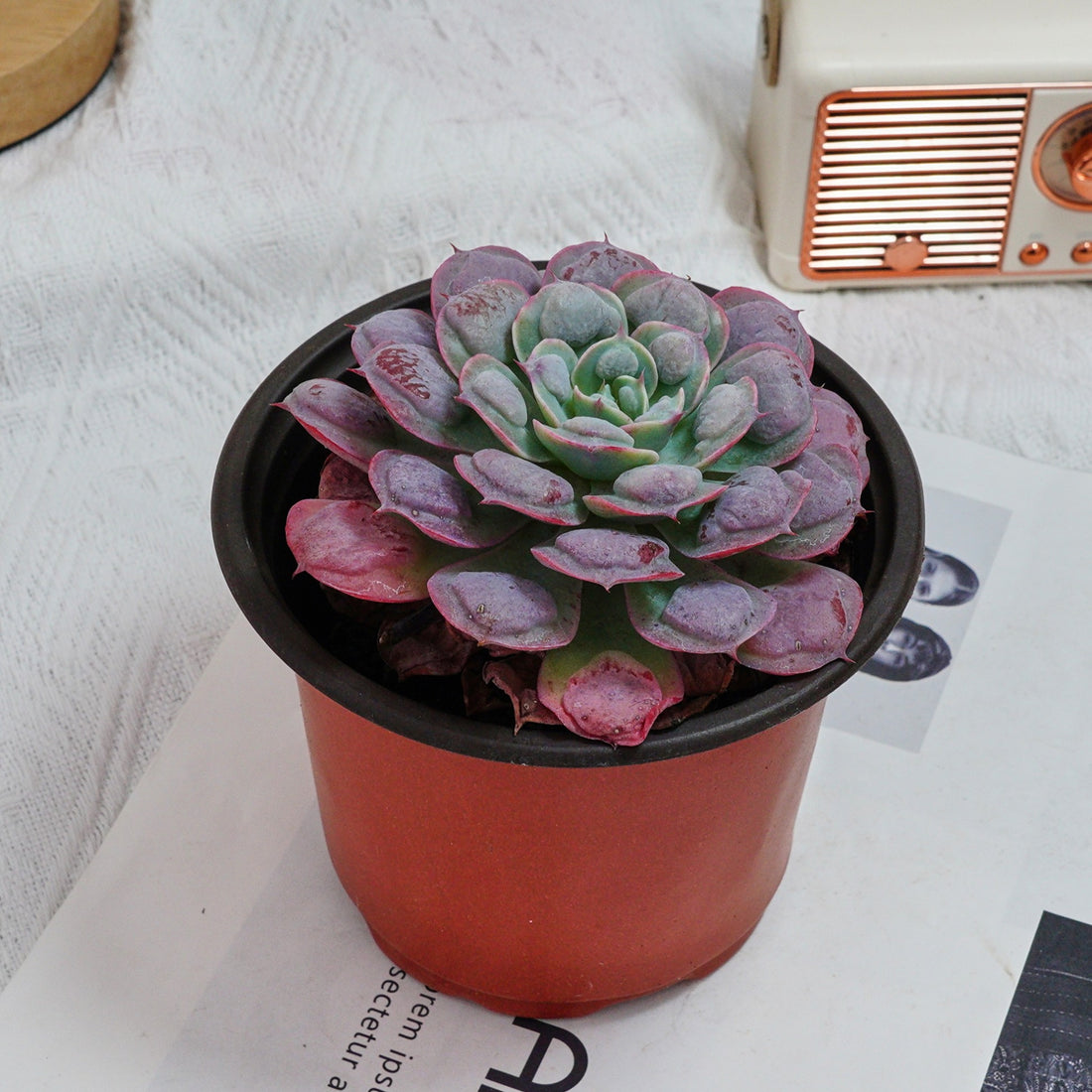 5'' Echeveria Rain Drops, Rare Live Succulent Plants