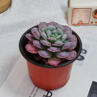 5'' Echeveria Rain Drops, Rare Live Succulent Plants