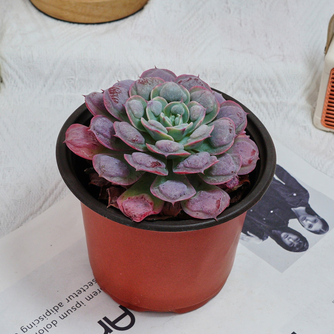 5'' Echeveria Rain Drops, Rare Live Succulent Plants