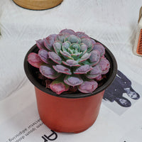 5'' Echeveria Rain Drops, Rare Live Succulent Plants