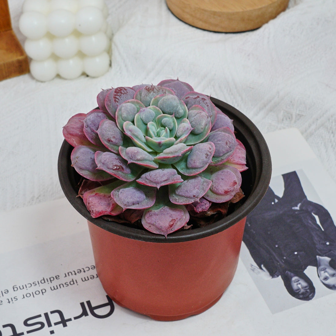 5'' Echeveria Rain Drops, Rare Live Succulent Plants
