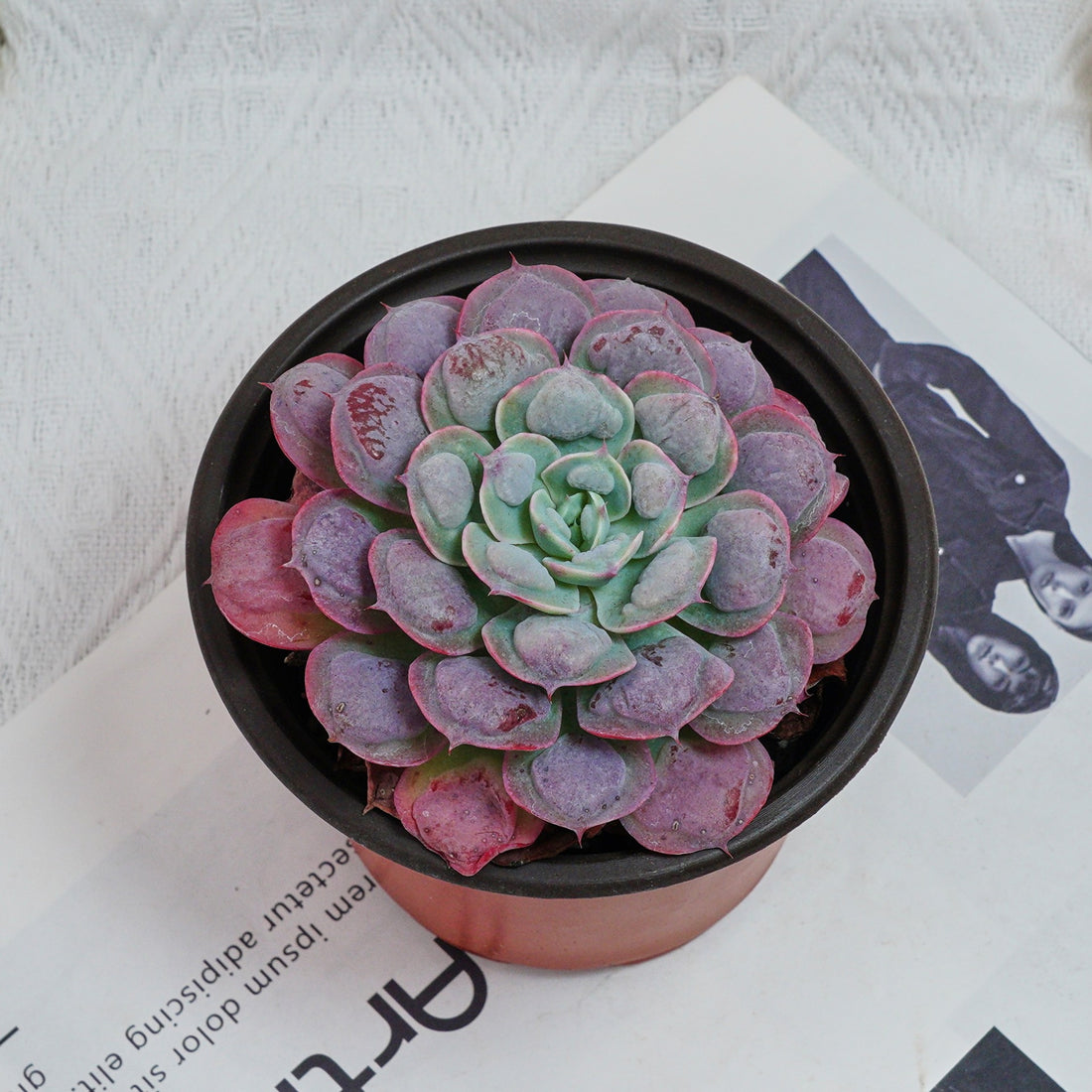 5'' Echeveria Rain Drops, Rare Live Succulent Plants