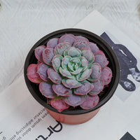 5'' Echeveria Rain Drops, Rare Live Succulent Plants
