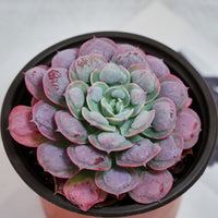 5'' Echeveria Rain Drops, Rare Live Succulent Plants