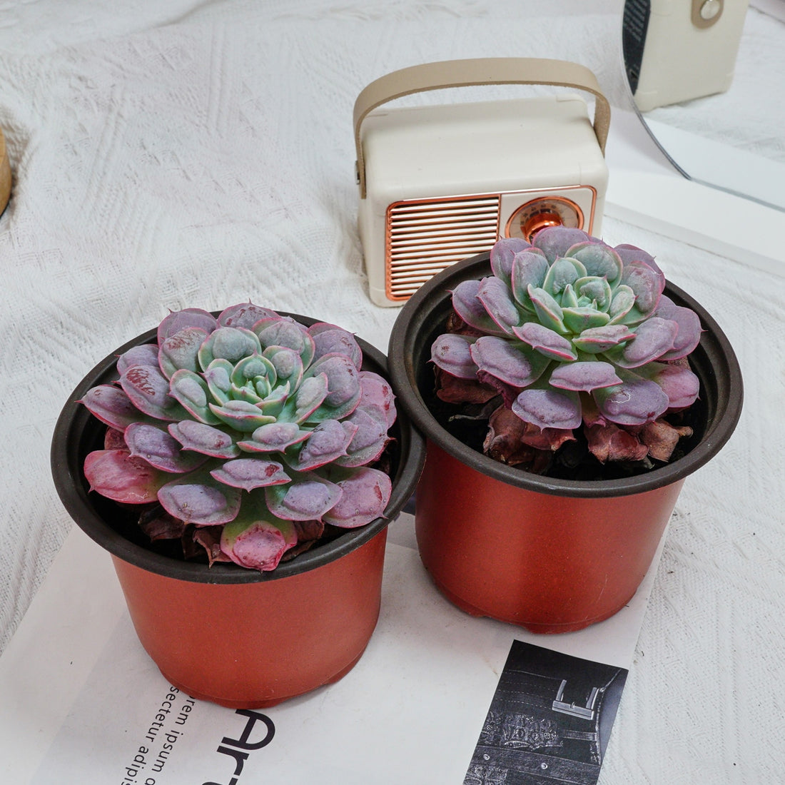 5'' Echeveria Rain Drops, Rare Live Succulent Plants