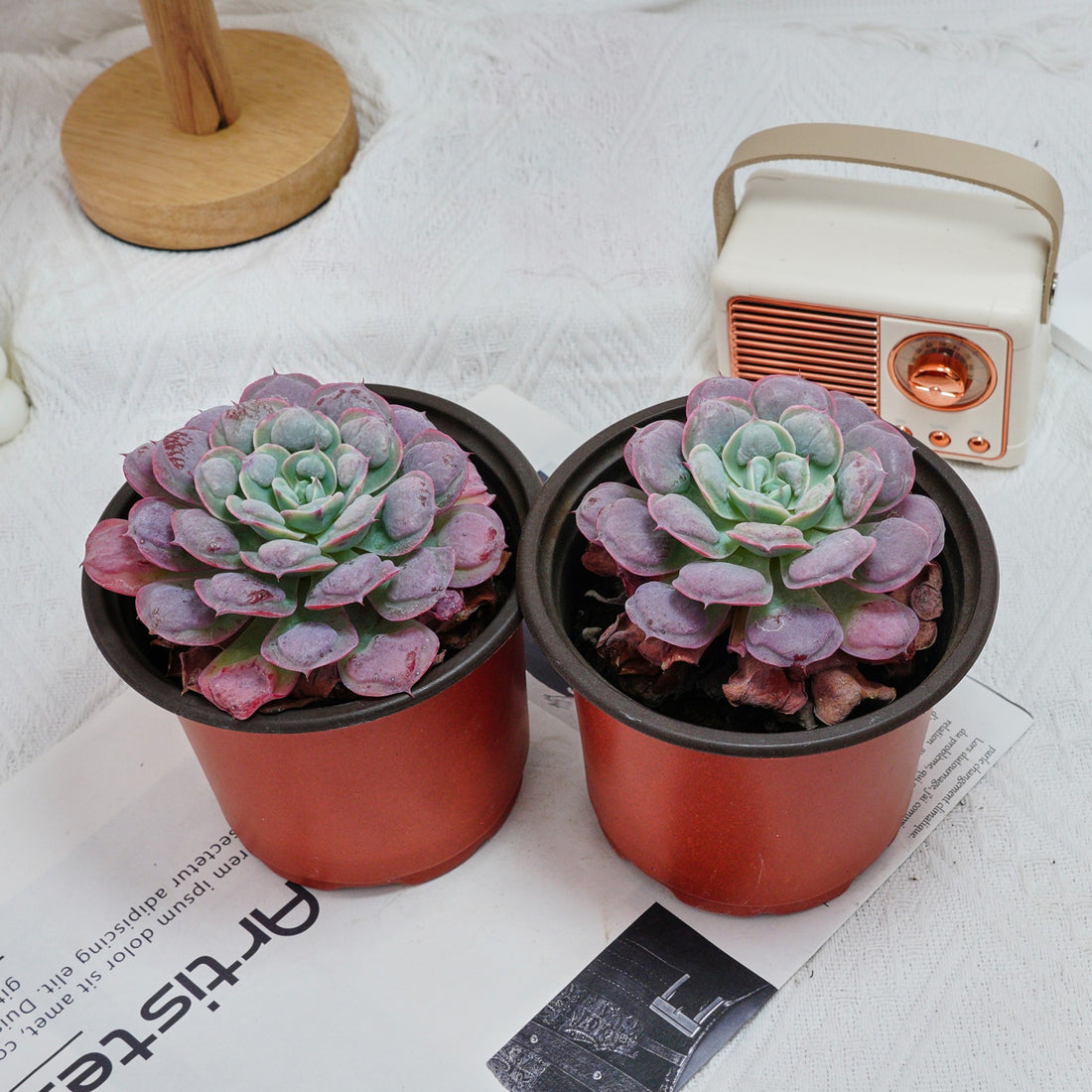 5'' Echeveria Rain Drops, Rare Live Succulent Plants