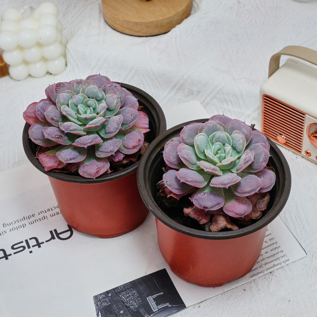 5'' Echeveria Rain Drops, Rare Live Succulent Plants