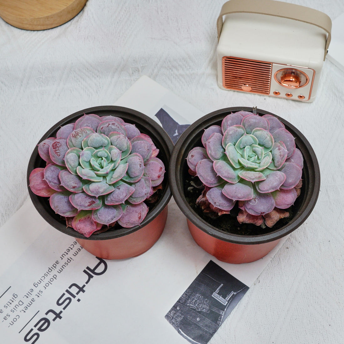 5'' Echeveria Rain Drops, Rare Live Succulent Plants