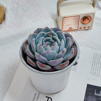 5'' Echeveria Orange Monroe, Rare Live Succulent Plants