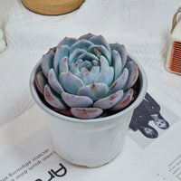 5'' Echeveria Orange Monroe, Rare Live Succulent Plants