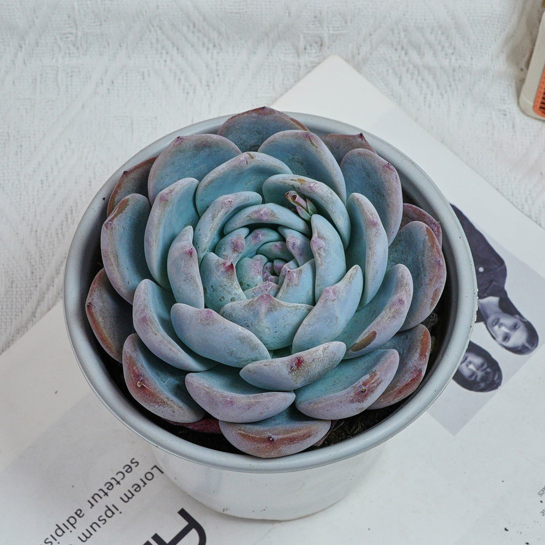 5'' Echeveria Orange Monroe, Rare Live Succulent Plants