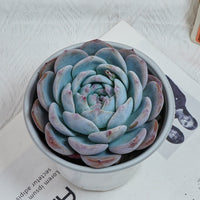 5'' Echeveria Orange Monroe, Rare Live Succulent Plants
