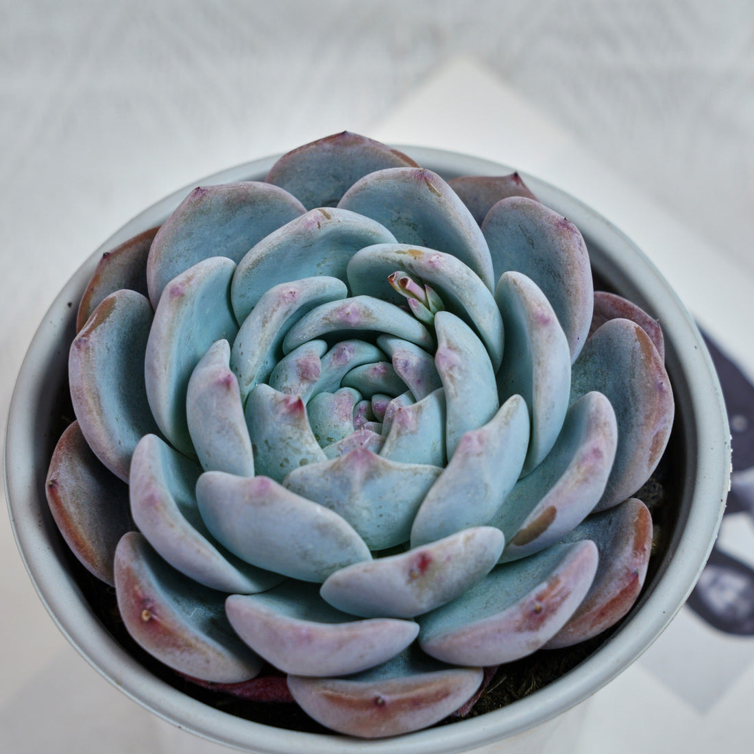 5'' Echeveria Orange Monroe, Rare Live Succulent Plants
